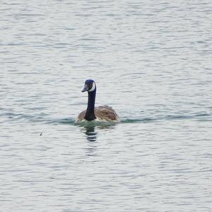 Canada Goose