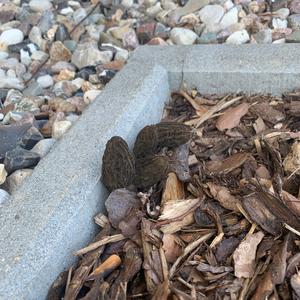 Black Morel