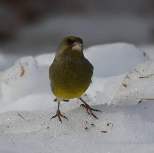 European Greenfinch