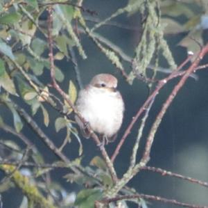 Red-backed Shrike