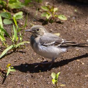 White Wagtail