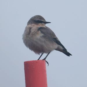 Northern Wheatear