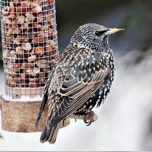 Common Starling