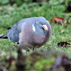 Common Wood-pigeon