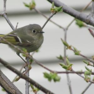 Ruby-crowned Kinglet