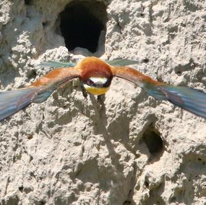 European Bee-eater