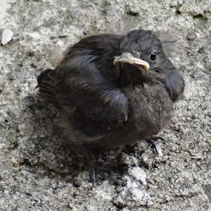 Black Redstart