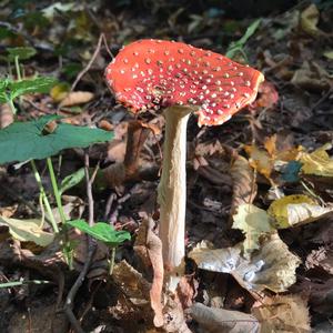 Fly Agaric