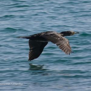 Great Cormorant