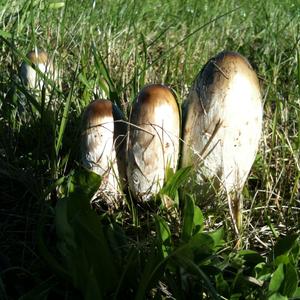 Shaggy Mane