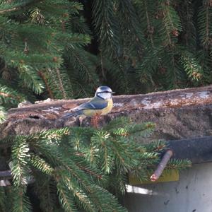 Blue Tit