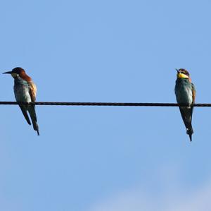 European Bee-eater