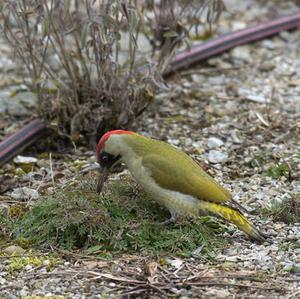 Eurasian Green Woodpecker