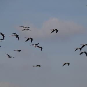 Black-winged Stilt