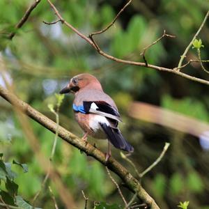 Eurasian Jay