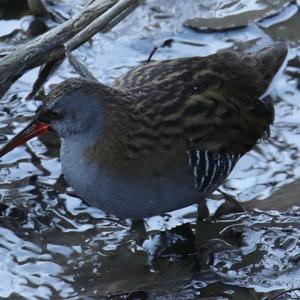 Water Rail