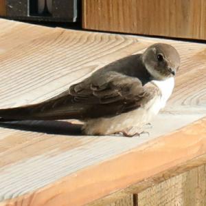 Eurasian Crag-martin