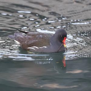 Common Moorhen