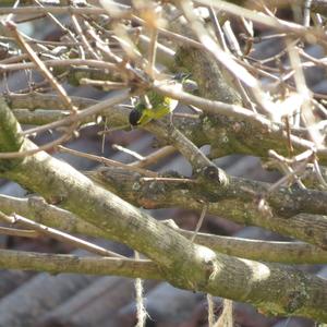 Eurasian Siskin