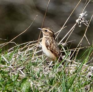 Whinchat