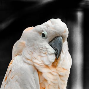 Pesquet's Parrot