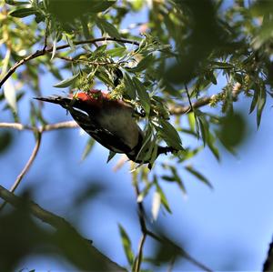 Middle Spotted Woodpecker