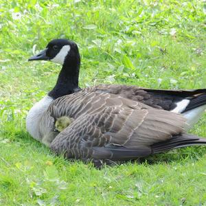 Canada Goose