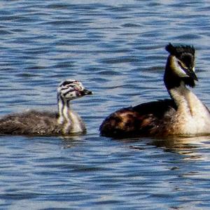 Great Crested Grebe