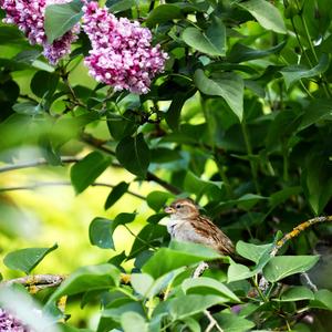 House Sparrow