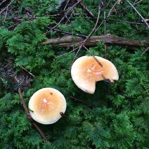 Cortinarius odorifer