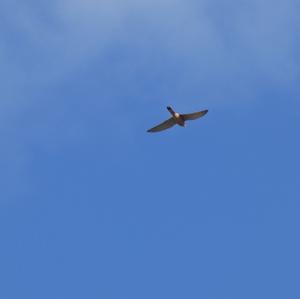 Common Kestrel