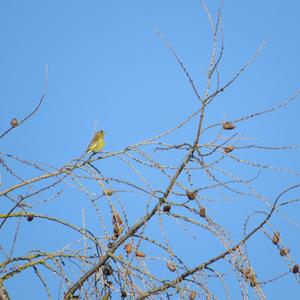 European Greenfinch