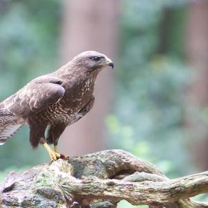 Mäusebussard