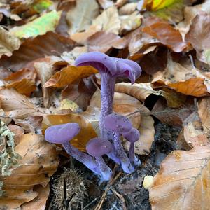 Amethyst Deceiver