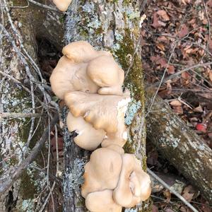 Oyster Mushroom