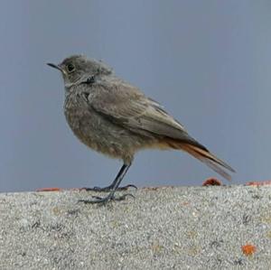 Black Redstart