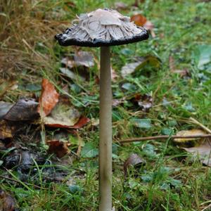 Shaggy Mane