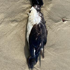 Common Guillemot