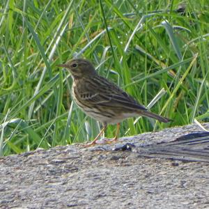 Meadow Pipit