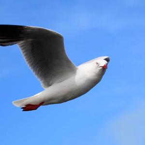 Herring Gull