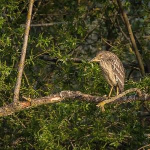 Black-crowned Night-heron