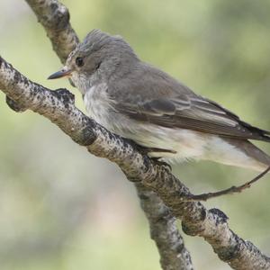 Spotted Flycatcher