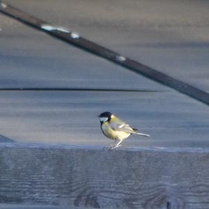 Great Tit