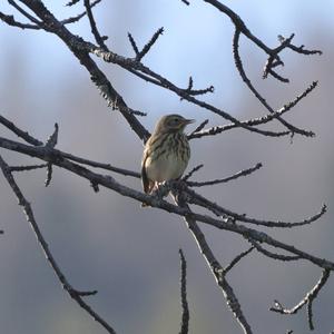 Tree Pipit