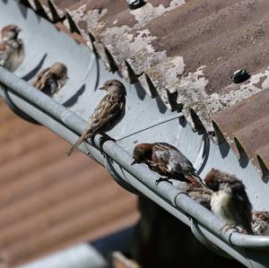 House Sparrow