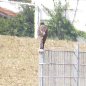 Common Buzzard