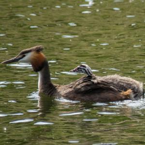 Great Crested Grebe