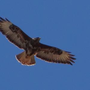 Common Buzzard