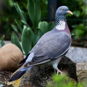 Common Wood-pigeon