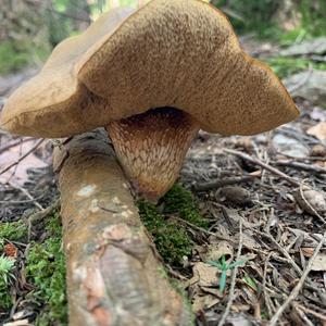 Lurid Bolete